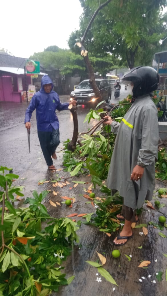 Evakuasi Pohon Tumbang 