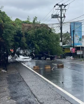 Penangan Pohon Tumbang